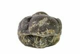 Wide, Enrolled Austerops Trilobite - Morocco #156984-2